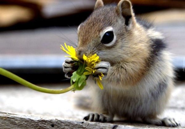 Бурундук осенью