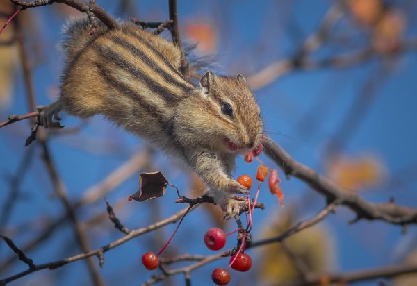 Спячка сурка Нора
