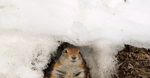 Жилище бурундука