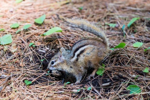 Красивый бурундук