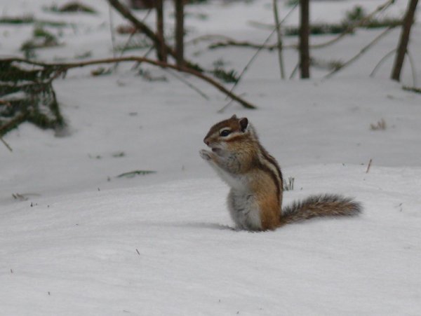 Кедровка Соболь бурундук