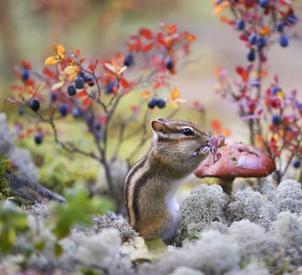 Бурундук осенью