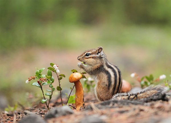 Бурундук на дереве