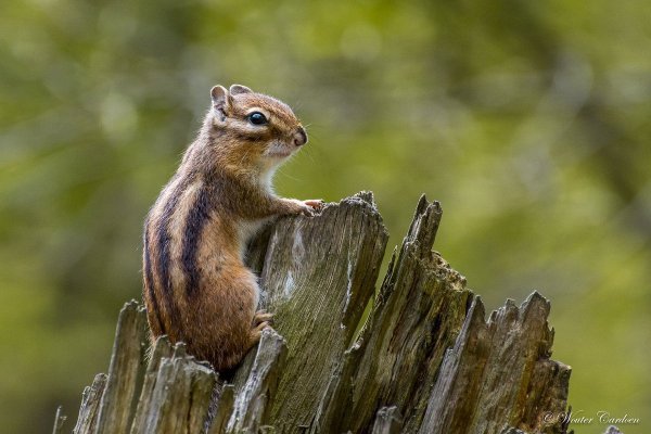 Бурундук осенью