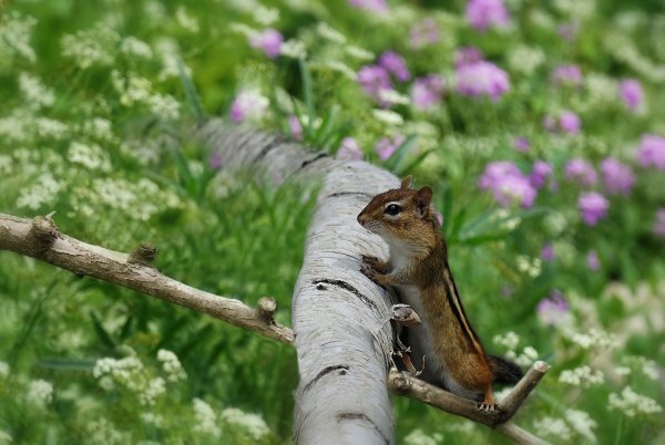 Алтайский заповедник бурундуки