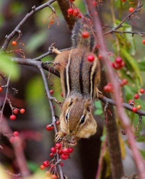 Бурундук с длинным хвостом