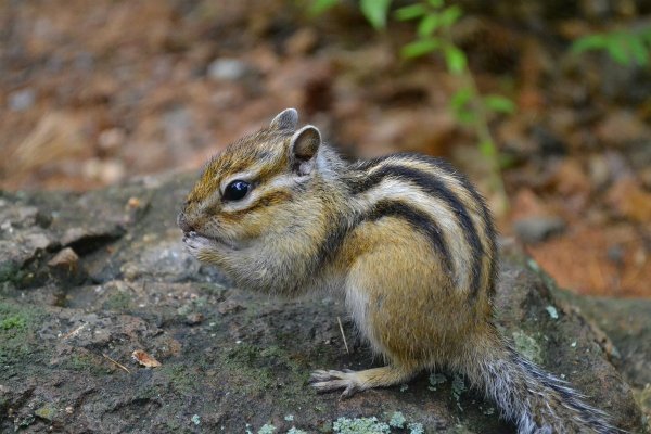 Беличье гнездо Гайно