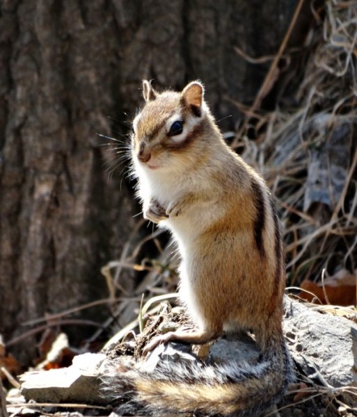 Бурундучок зимой