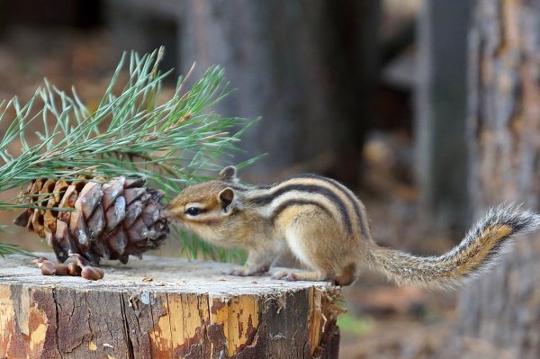 Бурундук в снегу