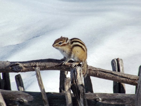 Маленький бурундук