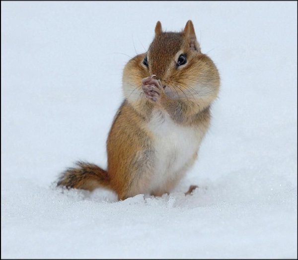 Сумчатый бурундук Сибирский