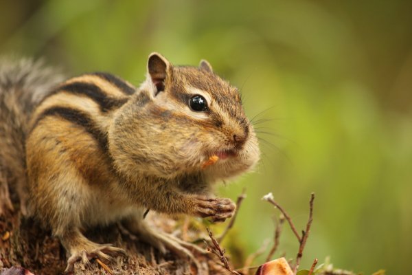 Жилище бурундуков