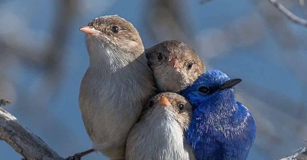 Чудесного утра природа и животные