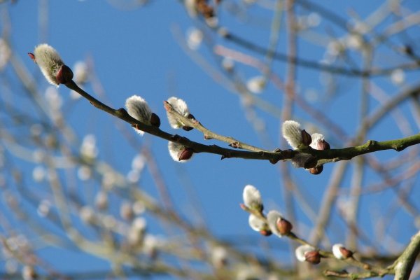 Апрель природа