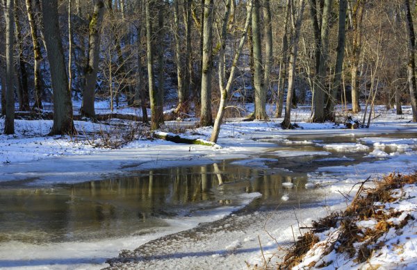 Ранняя Весна в лесу