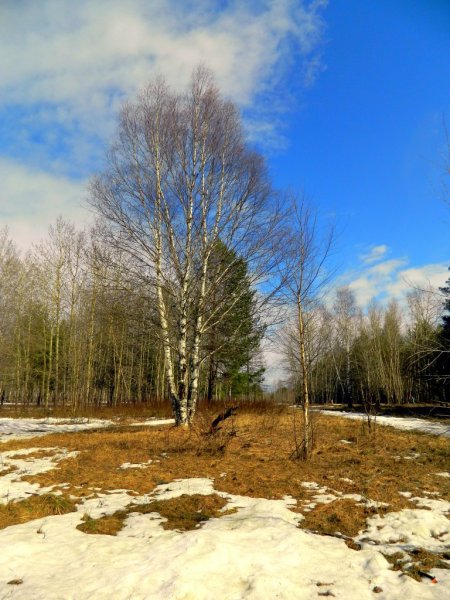 Ранняя Весна фото