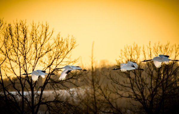 Журавли в лесу