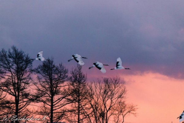Лебеди улетают на Юг