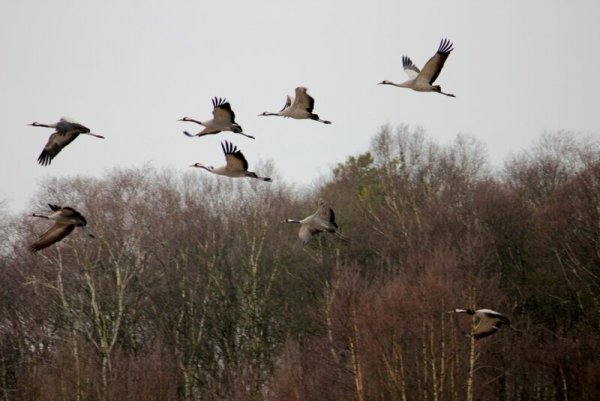 Клин перелетных птиц