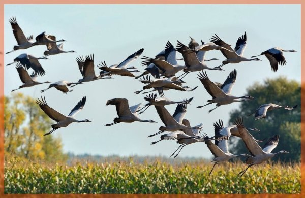 Клин вереница стая