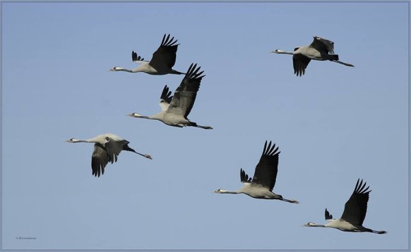 Стая лебедей