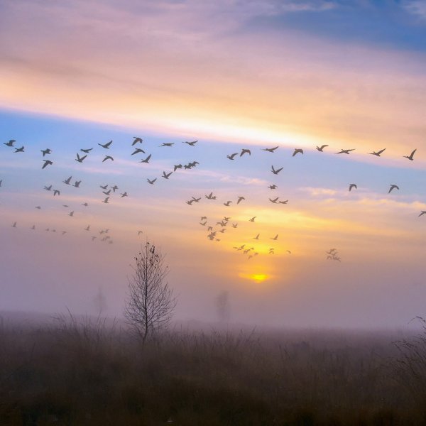 Поздняя осень птицы