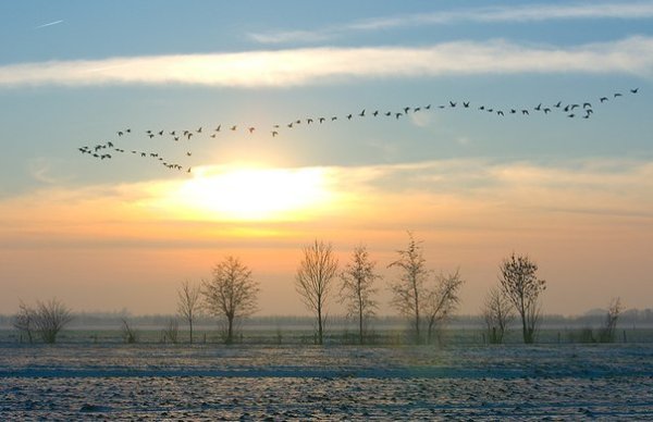 Журавлиный Клин стихи