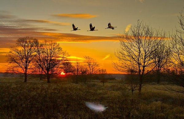 А.К.Саврасов «вечер. Перелёт птиц». 1874 Год.