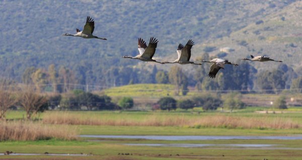 Стая журавлей
