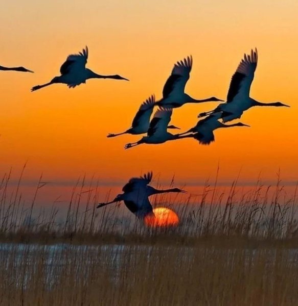 Мучкап Журавли