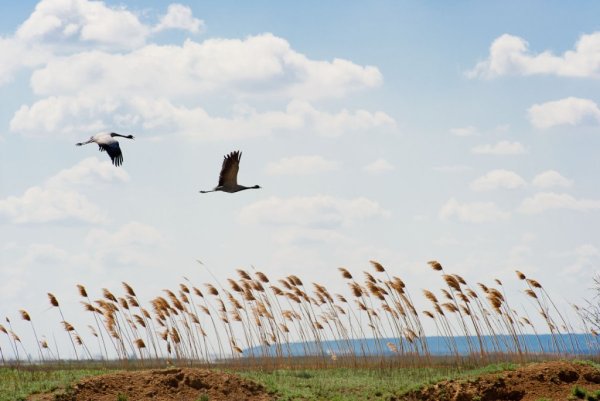 Стая птиц акварель