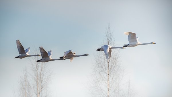 Журавлиный Клин