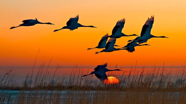 Степанов Журавли летят