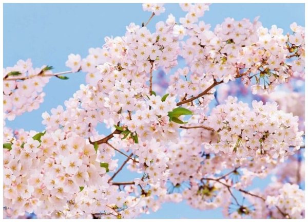 Фотообои весенний сад 272х194