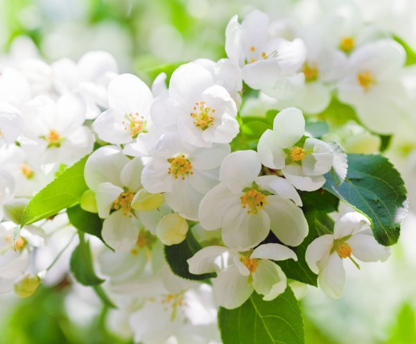 Весенние цветочки