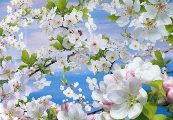 Фотообои на стену Яблоневый цвет