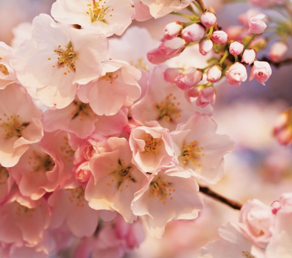 Цветущее дерево