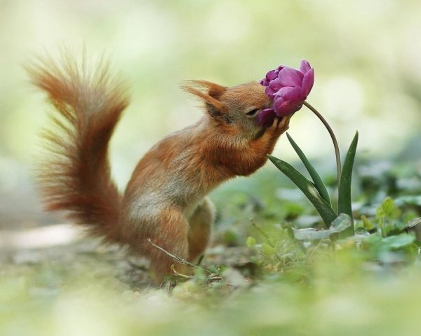 Весна сосульки кот