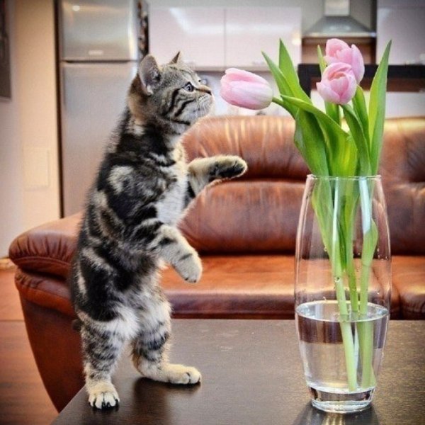 Чую весну кот