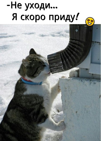 Собака и подснежники