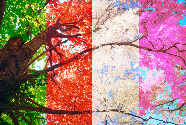 Дерево летом и осенью