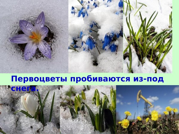 Раннецветущие растения весной 2
