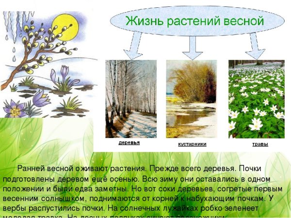 Весенняя природа для детей
