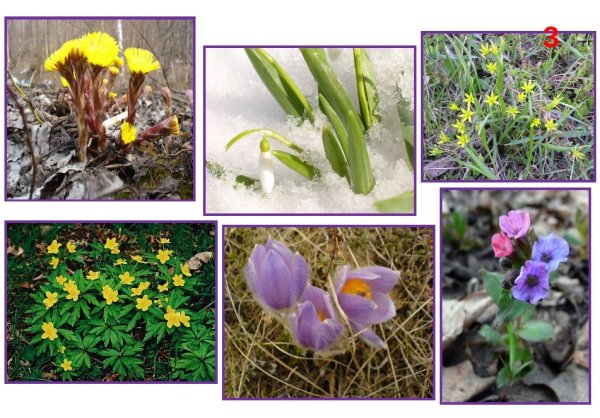 Раннецветущие растения на Урале