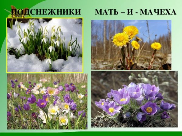 (Первоцветы: Медуница, мать-и-мачеха, Подснежник)