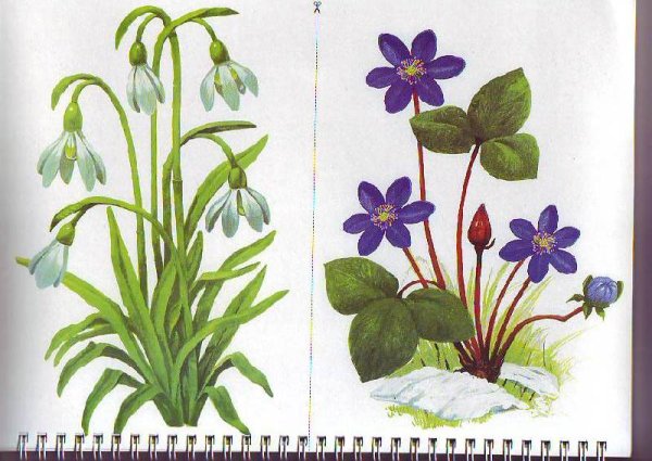 Крокус ветреница, Подснежник,Медуница