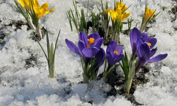 Первоцветы пролеска снег