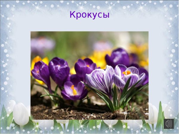 Первоцветы для детей