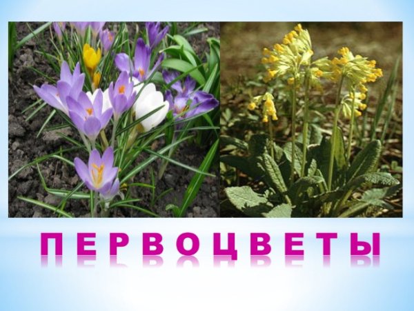 Весенние первоцветы для детей