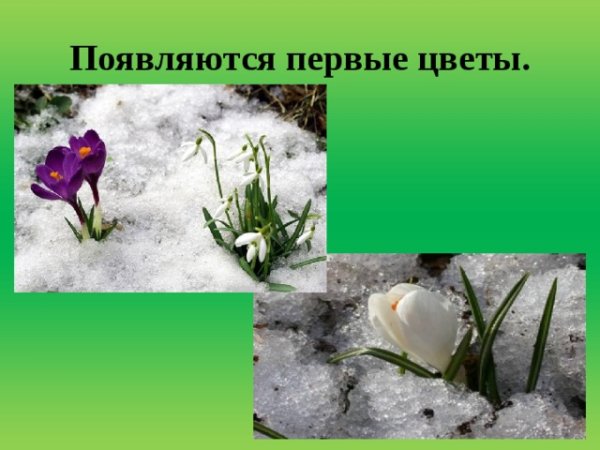 Появляются весенние цветы